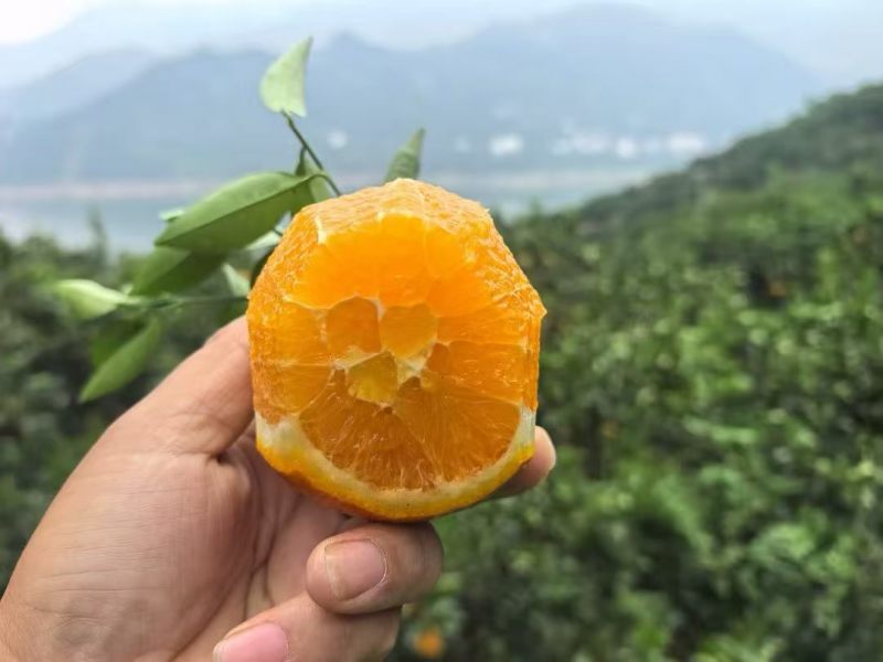 精品埃及橙子，九甜一酸！汁水超多！品质稳定！榨汁神器！价