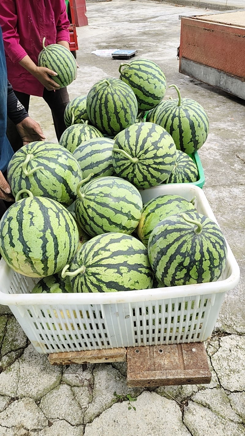 美都西瓜