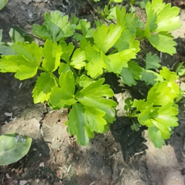 西芹