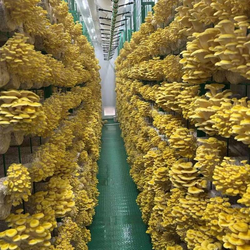 出口级榆黄蘑菌包鸡油菌菌包黄金菇菌包自产自销