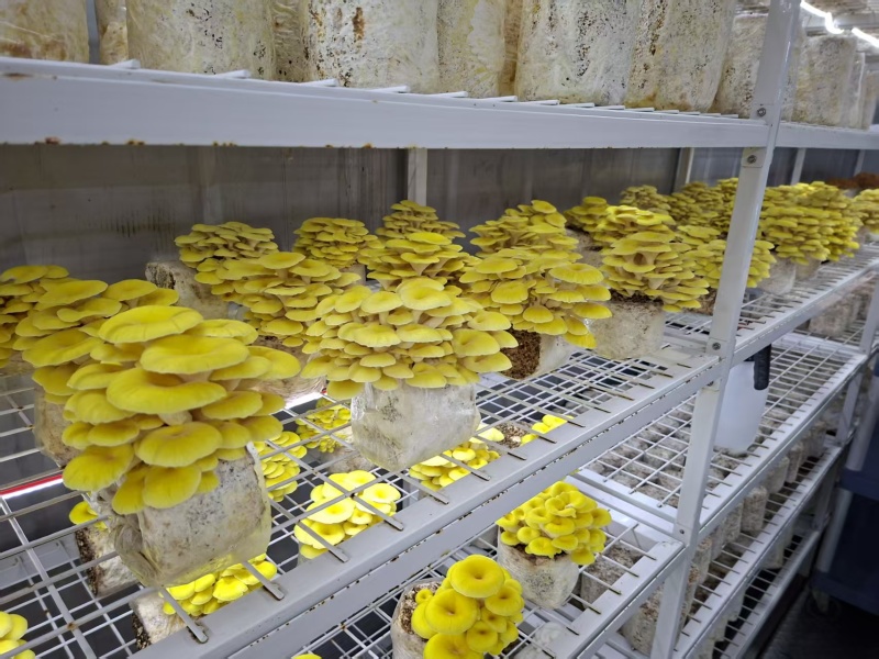出口级榆黄蘑菌包鸡油菌菌包黄金菇菌包自产自销