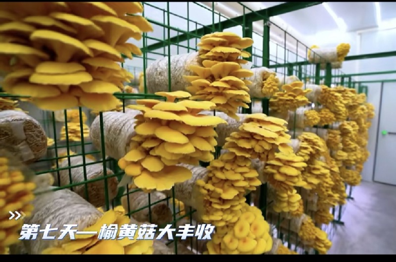 出口级榆黄蘑菌包鸡油菌菌包黄金菇菌包自产自销