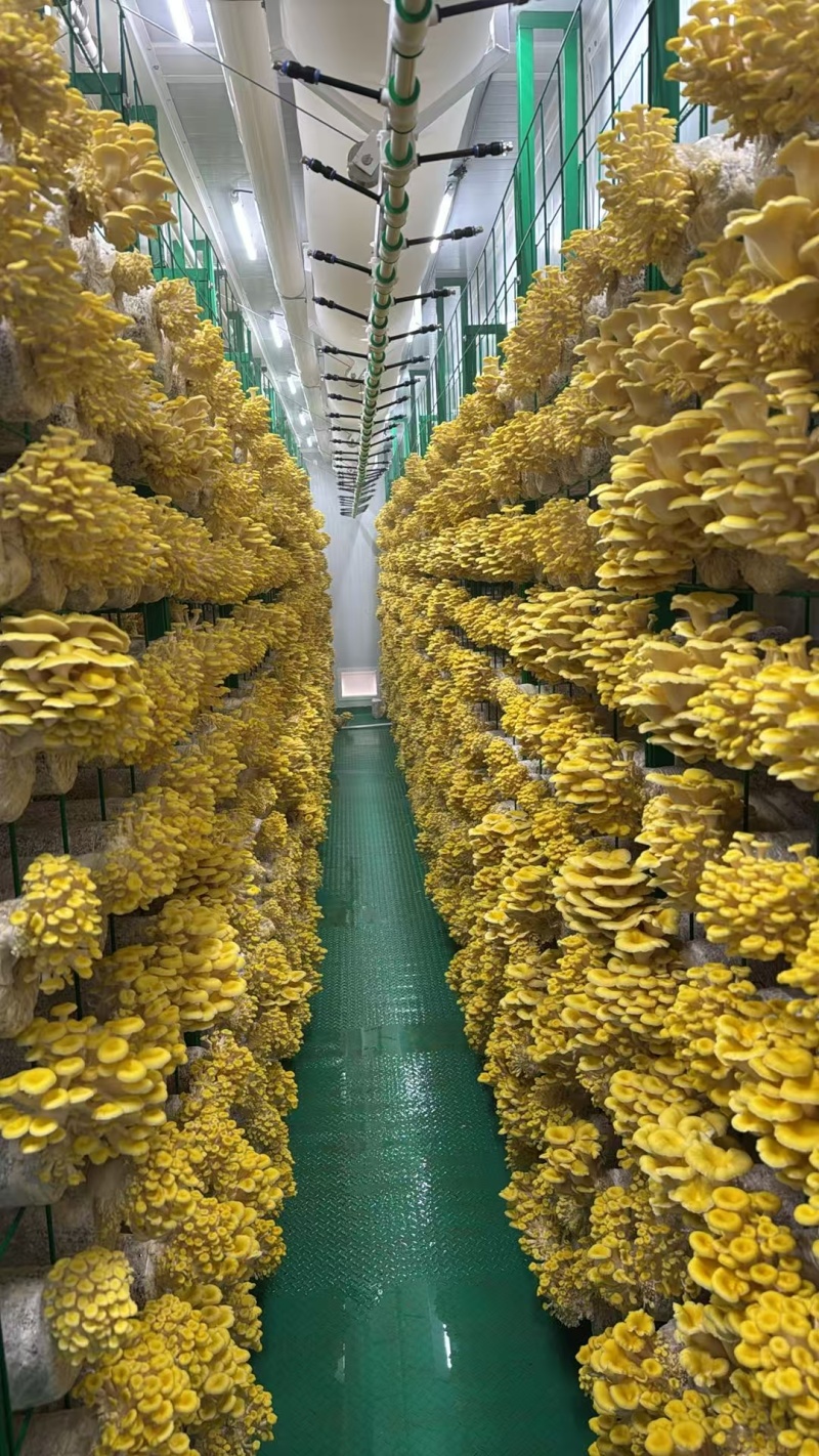出口级榆黄蘑菌包鸡油菌菌包黄金菇菌包自产自销