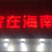 海南青椰，椰青