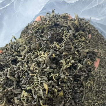 日照绿茶