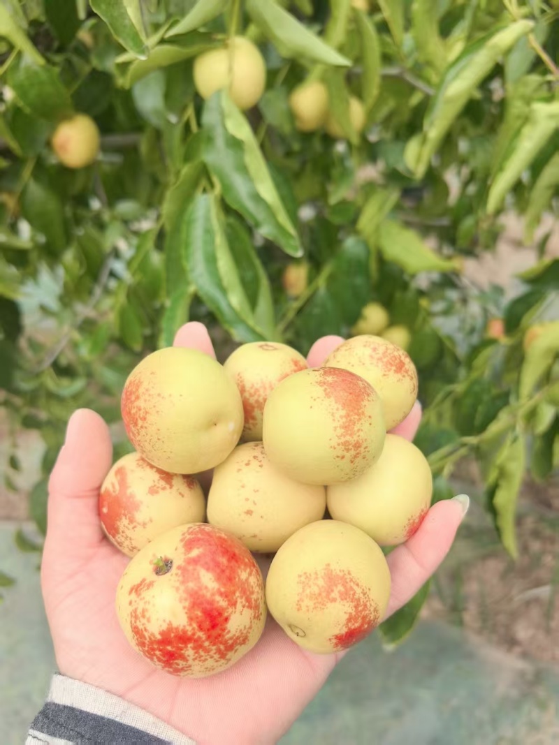 陕西大荔[吊干杏]大量上市，纯甜零酸，皮薄多汁，欢迎洽谈