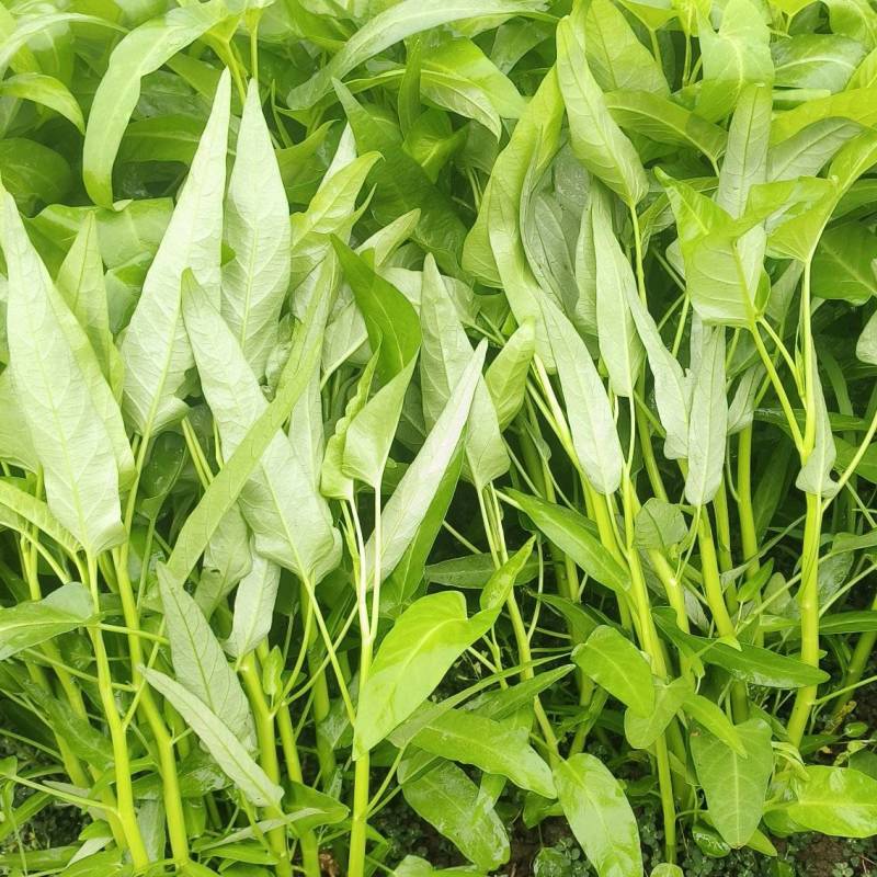 柳叶空心菜，货在金堂