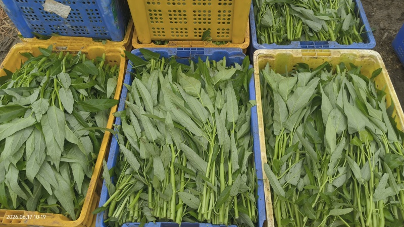 柳叶空心菜，货在金堂