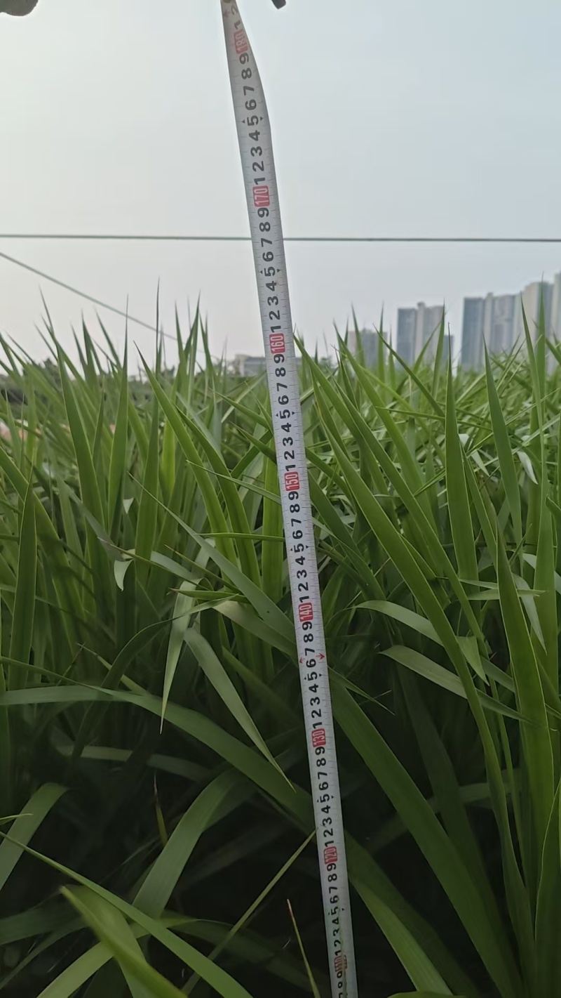 广州龙血树急清，整车处理，大量批发