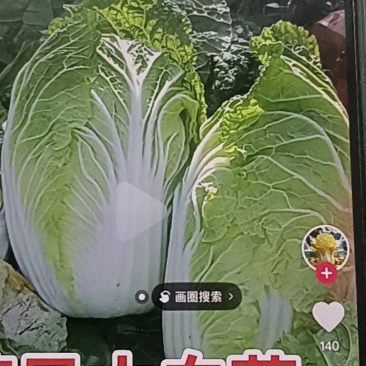 河北省张家口市蔚县大白菜，圆白菜，各种蔬菜等