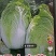 河北省张家口市蔚县大白菜，圆白菜，各种蔬菜等
