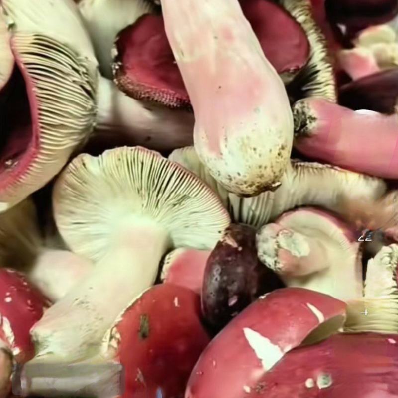 河南伏牛山区野生菌