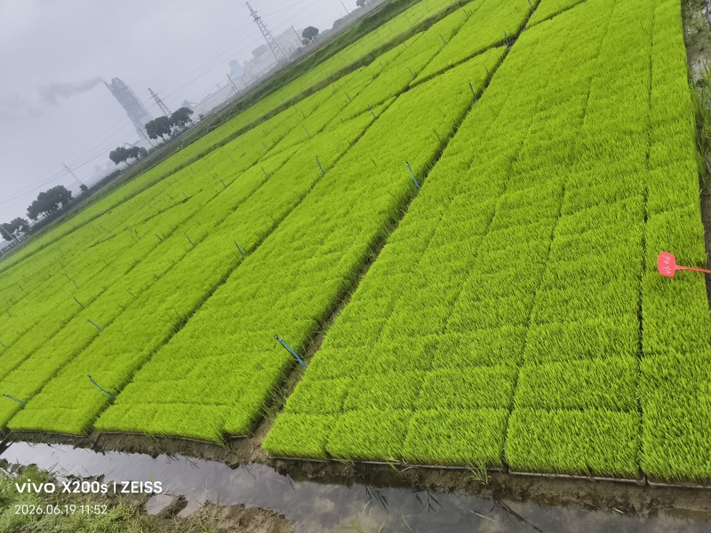 机插秧苗南梗46