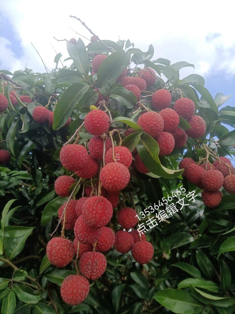 凤花荔枝大量上市产地代办果园货精品靓货统果