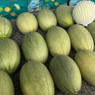 晓蜜25哈蜜瓜