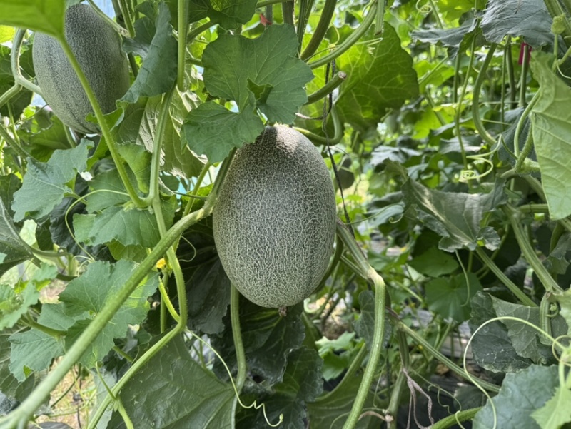 晓蜜25哈蜜瓜