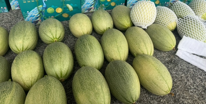 晓蜜25哈蜜瓜