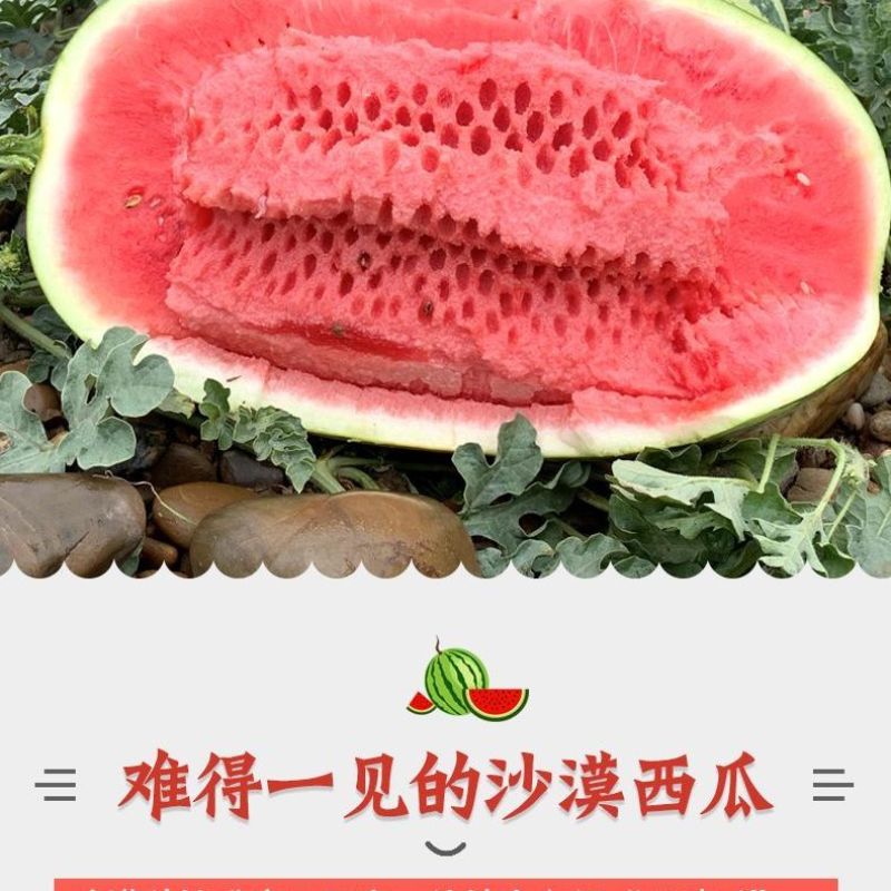 石头瓜/硒砂瓜/宁夏西瓜/品质保证诚信经营对接超市