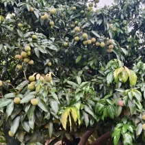 广西玉林市荔枝，品种：鸡嘴荔，桂味，先进奉，六月红