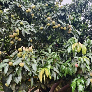 广西玉林市荔枝，品种：鸡嘴荔，桂味，先进奉，六月红
