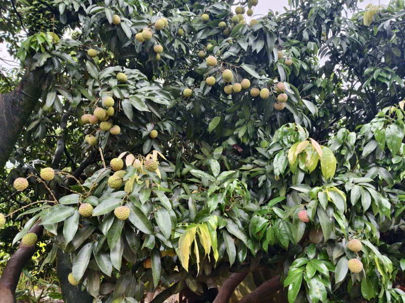 广西玉林市荔枝，品种：鸡嘴荔，桂味，先进奉，六月红