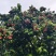 荔枝