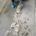 红尾鱼