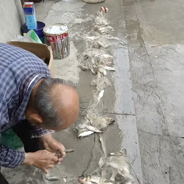 红尾鱼