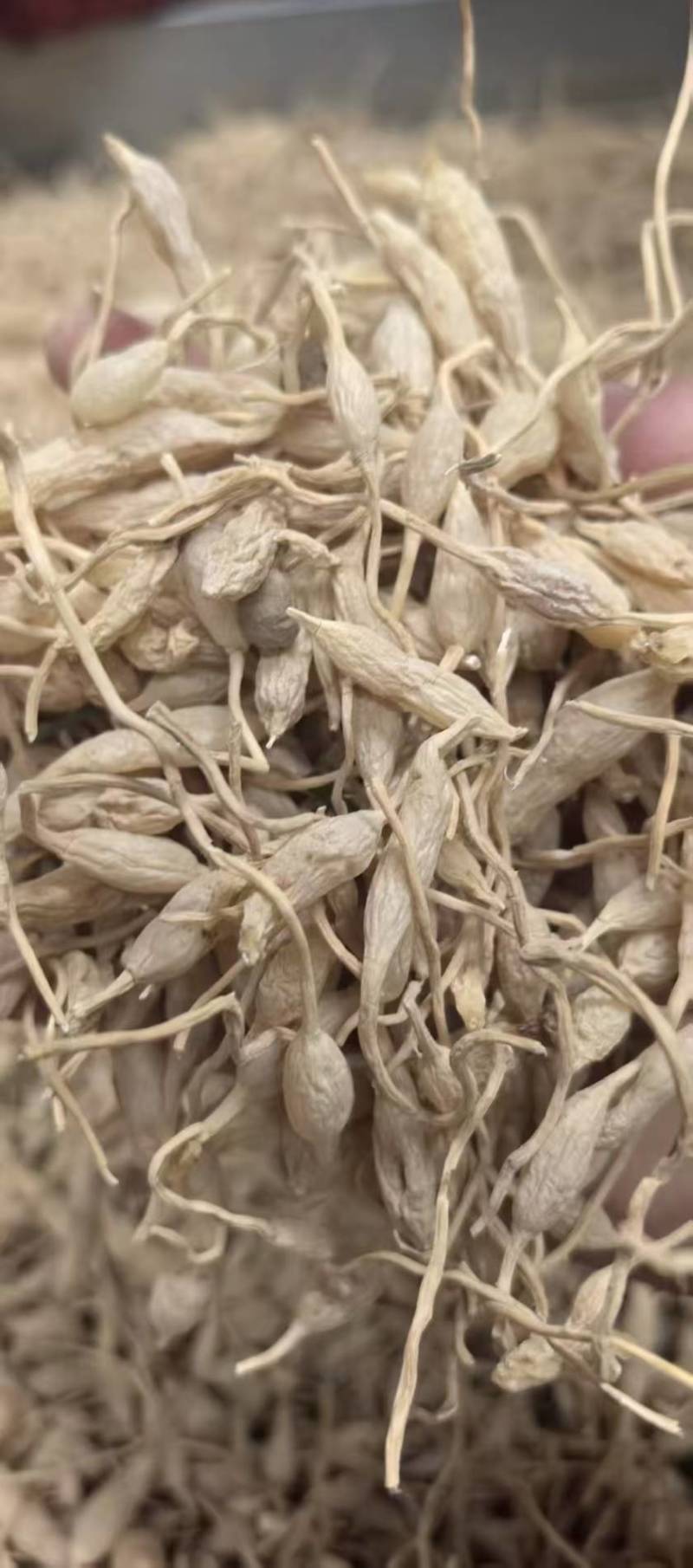 广东麦冬大量有货欢迎老板来电咨询也可视频看货接受预订