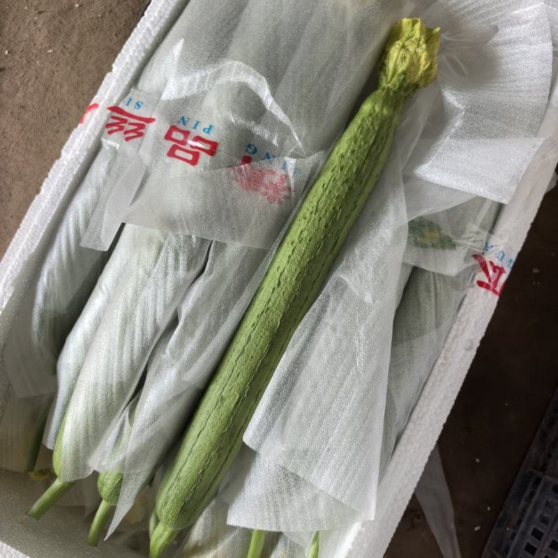 精品丝瓜，一手货源，诚信经营，实力带办，
