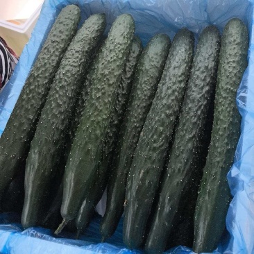 短把密刺油瓜