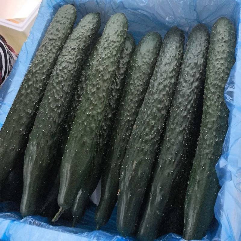 短把密刺油瓜