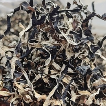 头茬白背毛木耳丝自有加工厂山东原产地直发
