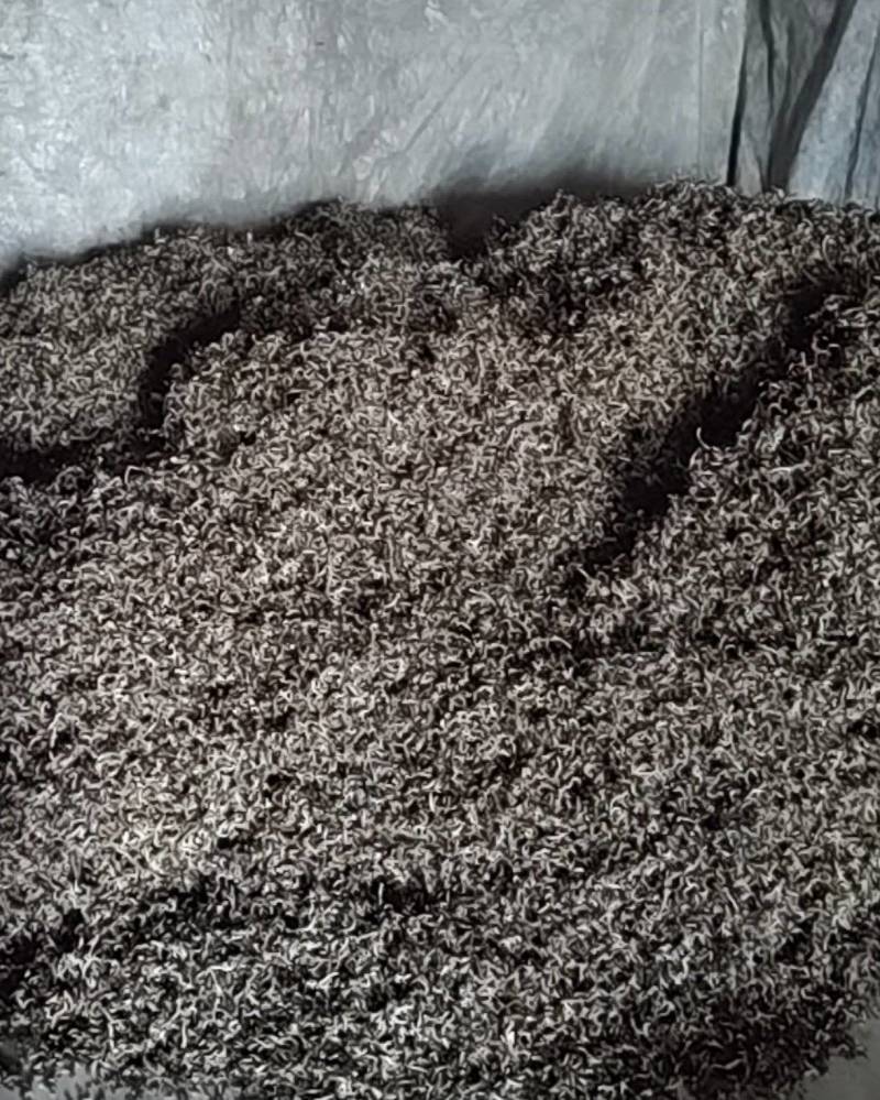 头茬白背毛木耳丝自有加工厂山东原产地直发
