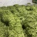 扁豆小金豆任何标准大量有货