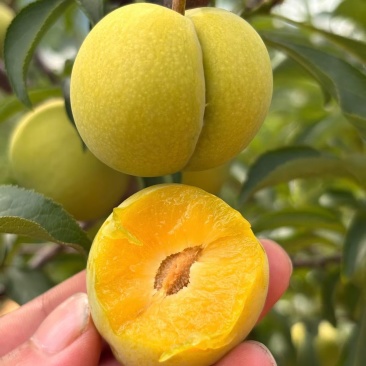 镇宁六马蜂糖李