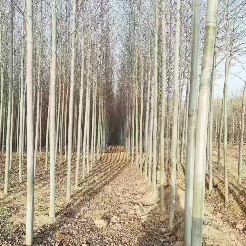 甘肃河北杨一公分二公分到十公分的