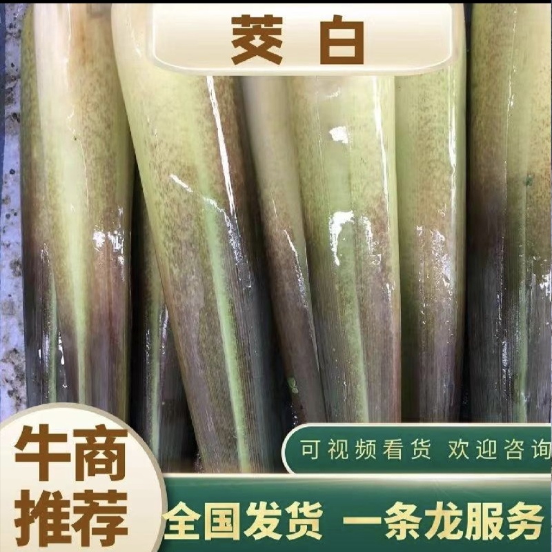 双季茭白美人茭白高笋早茭白产地直发价格美丽