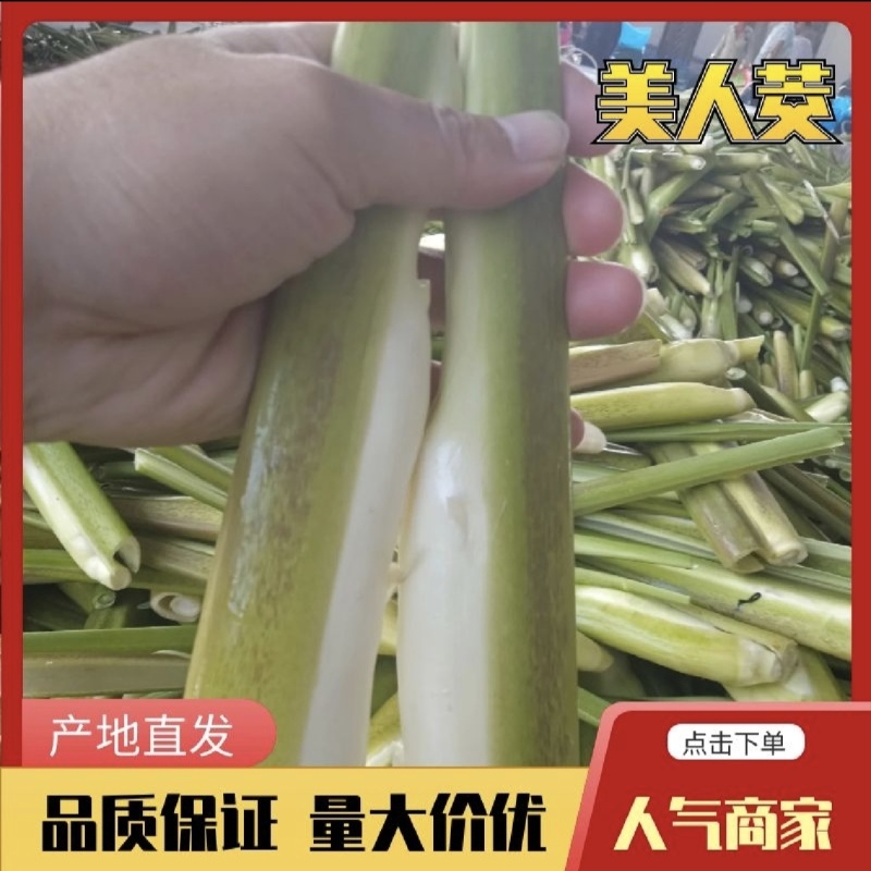 双季茭白美人茭白高笋早茭白产地直发价格美丽