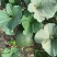 宁夏中卫早香蜜甜瓜，大棚种植头茬瓜