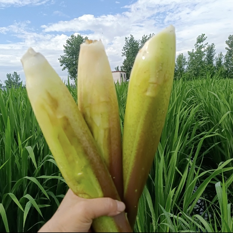 双季茭白产地直发一手种植电商市场欢迎来电