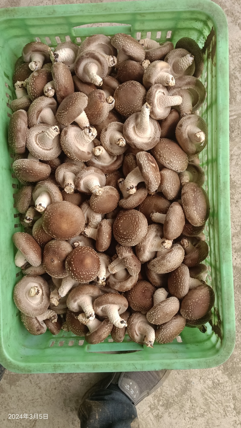 香菇