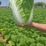 榆林黄心大白菜精品黄心白菜大量上市产地直供对接