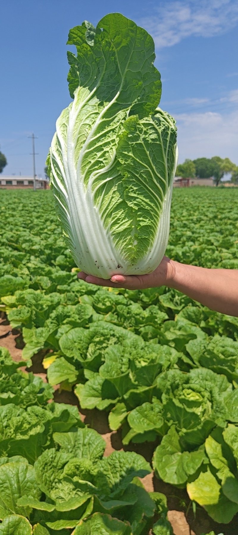 榆林黄心大白菜精品黄心白菜大量上市产地直供对接