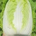 榆林黄心大白菜精品黄心白菜大量上市产地直供对接