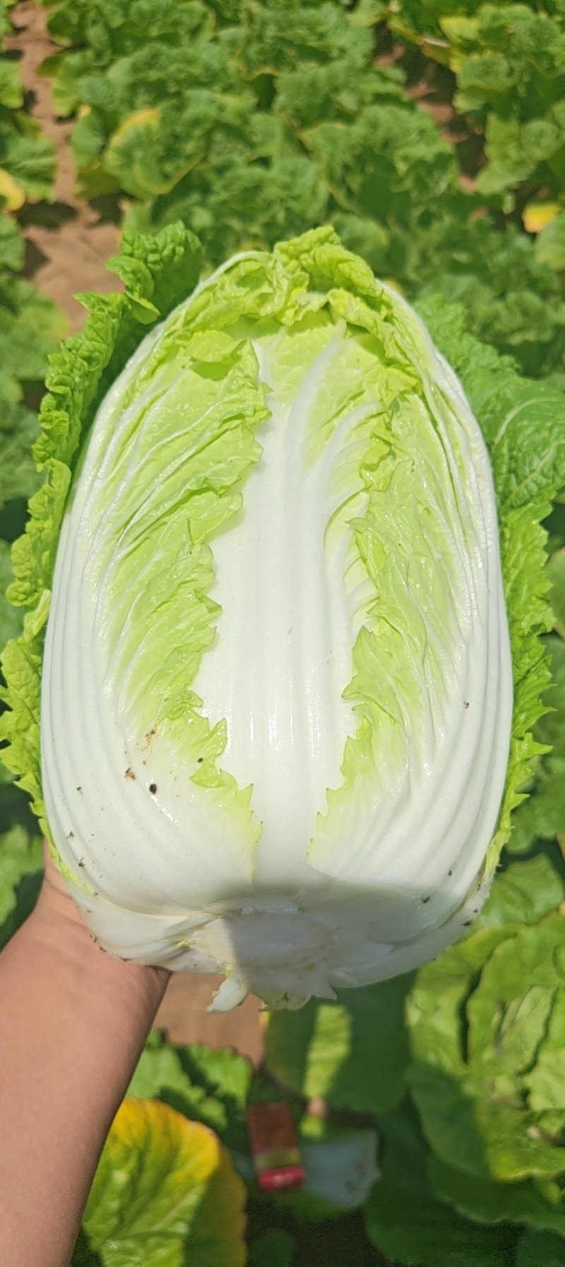 榆林黄心大白菜精品黄心白菜大量上市产地直供对接