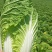 榆林黄心大白菜精品黄心白菜大量上市产地直供对接