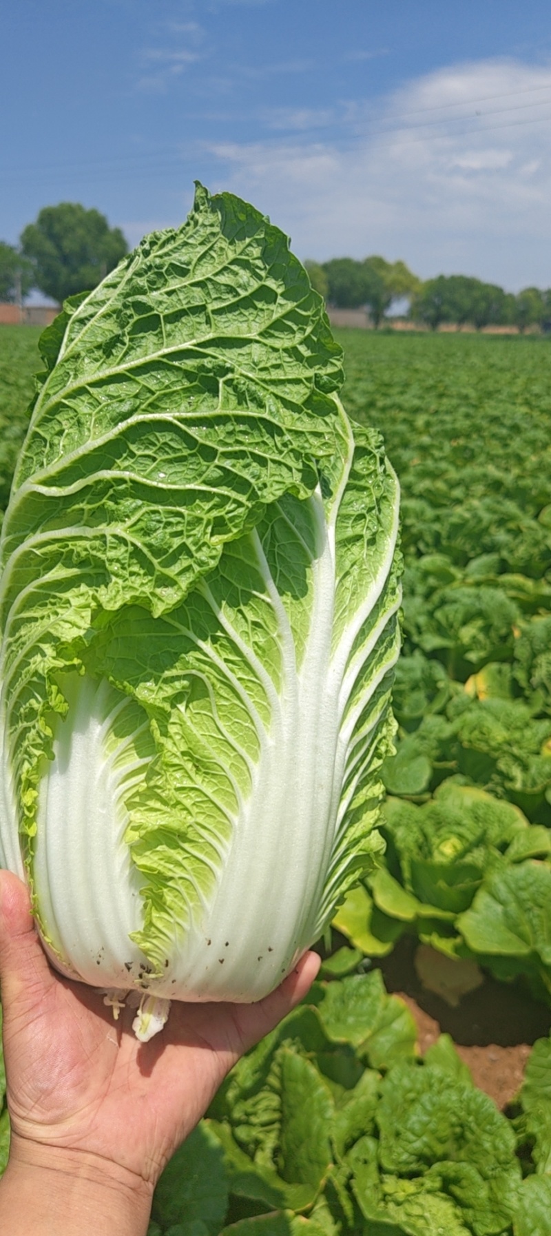 榆林黄心大白菜精品黄心白菜大量上市产地直供对接
