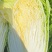 榆林黄心大白菜精品黄心白菜大量上市产地直供对接