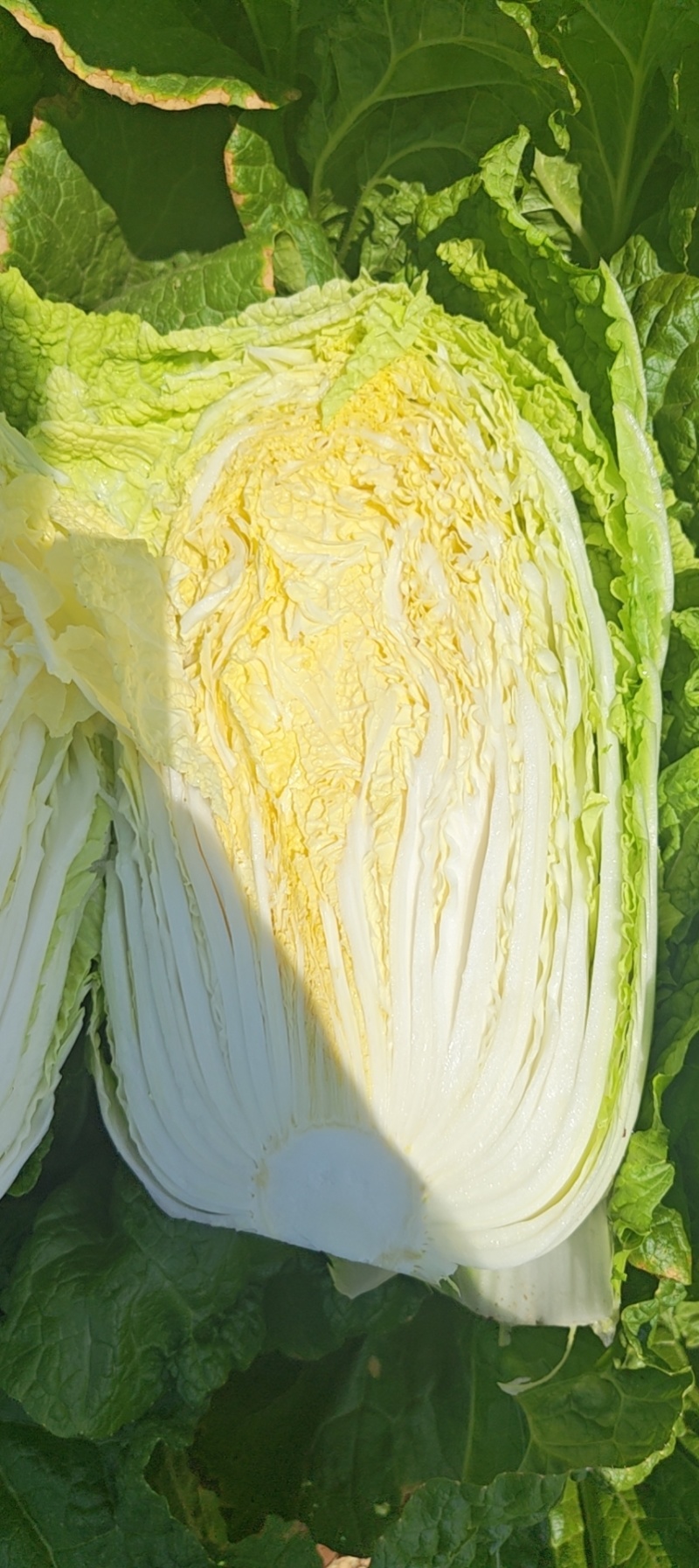 榆林黄心大白菜精品黄心白菜大量上市产地直供对接